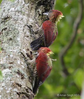 Banded- and Crimson-winged Woodpeckers and their calls