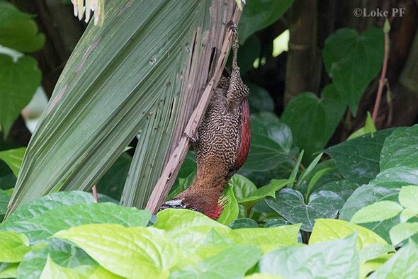 WoodpeckerBd-ants nest [LokePengFai] 2