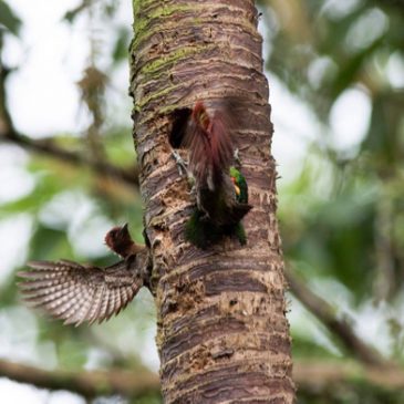 Battle for a nesting hole:  Woodpecker vs Barbet
