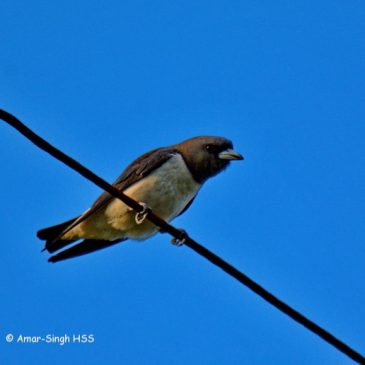 White-breasted Woodswallow – calls