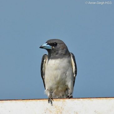 White-breasted Woodswallow in East Malaysia