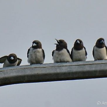 White-breasted Woodswallow – feeding behaviour