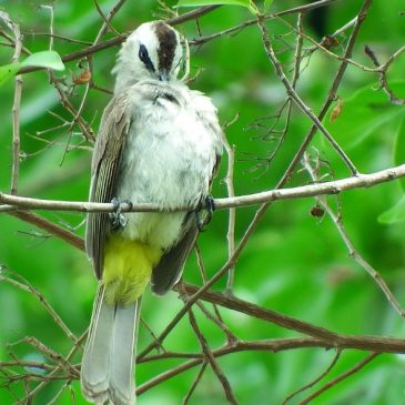 YELLOW-VENTED BULBUL PREENING and DEFAECATION