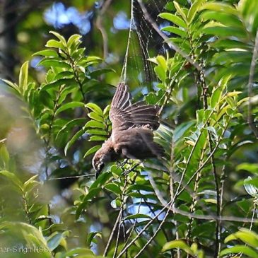 Yellow-vented Bulbul caught in a spider’s web