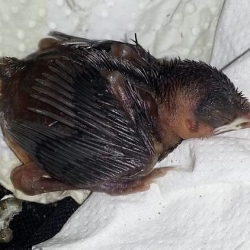 A Yellow-vented Bulbul chick fell from above…