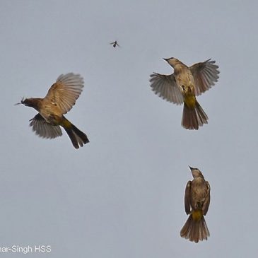 Bird feeding frenzy on Alate Termites