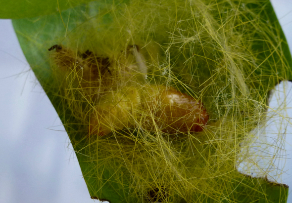 Yellow Tussock (Calliteara horsfieldii) - cocoon 4