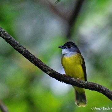 The Yellow-bellied Bulbul and its call