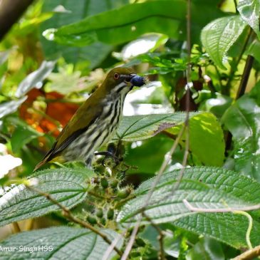 Yellow-vented Flowerpecker  – new food source