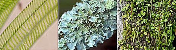 l-r: Spirogyra sp., lichen and Pyrrosia piloselloides