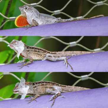 Moulting anole