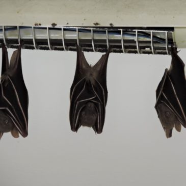 Cynopterus brachyotis (lesser dog-faced bat) in Methodist College Kuala Lumpur, Malaysia.