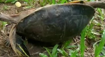 Malayan Box Turtle ( Cuora amboinensis) rights itself