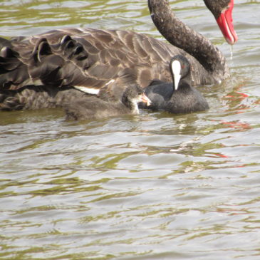 Commensal feeding: Black swan and Eurasian Coots
