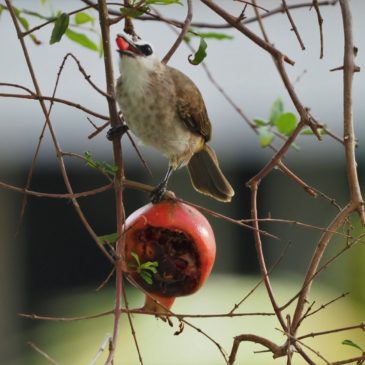 Bulbul feeding on pomegranate