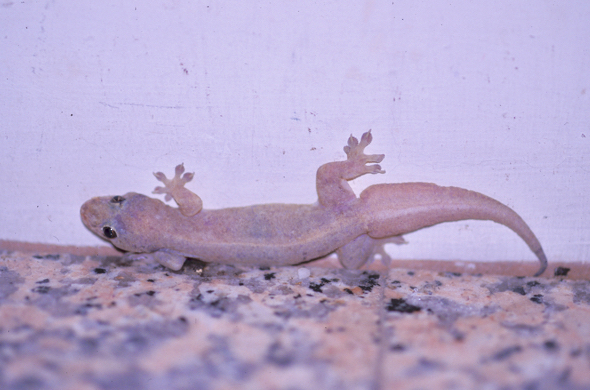 The house gecko and rubber bands - Bird Ecology Study Group