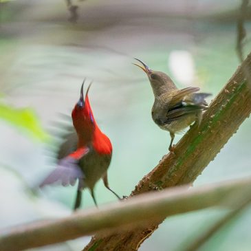 Crimson sunbird courtship dance