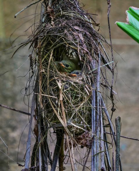 The 2 chicks in the untidy nest.