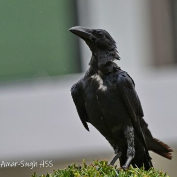 Leucistic Large-billed Crow Corvus macrorhynchos