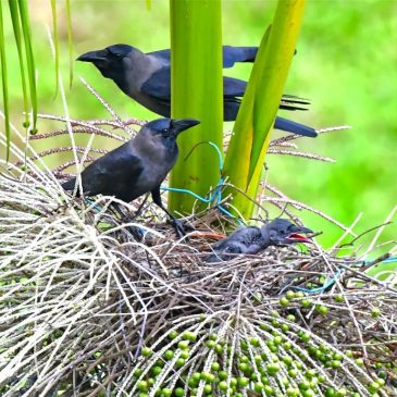 House crow nesting at Ang Mo Kio Industrial Park