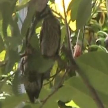 Sunda pygmy woodpecker feeds its noisy chick with mealy bugs