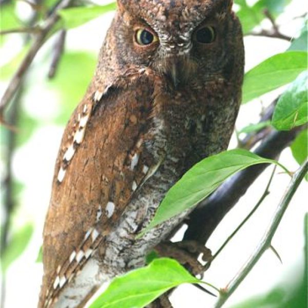 04 owl