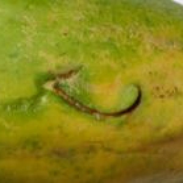 07 papaya