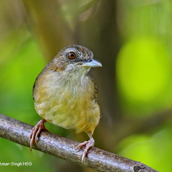 1 Abbots Babbler-2a-Kledang-Sayong Forest Reserve, Ipoh, Perak, Malaysia-27th August 2020