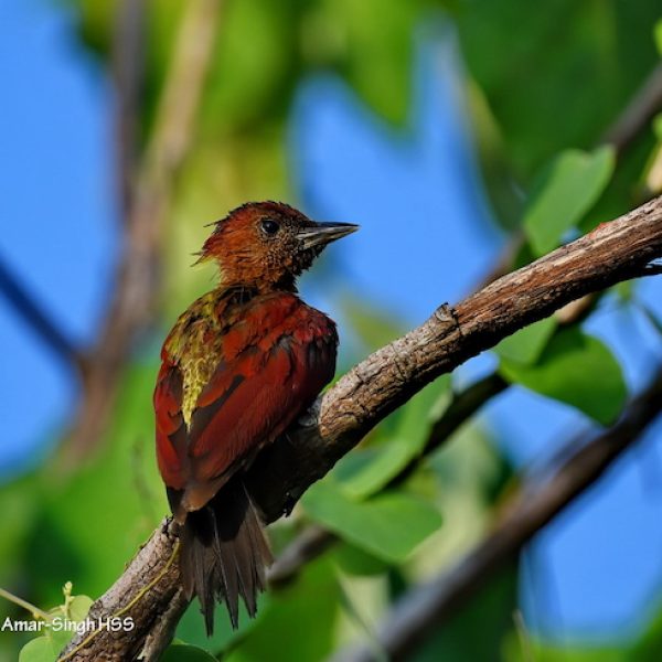 1 Banded Woodpecker-1a-Ipoh, Perak, Malaysia-3rd September 2020