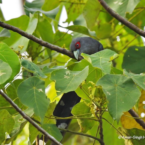 1 Black-bellied Malkoha-1a-Kledang-Sayong Forest Reserve, Ipoh, Perak, Malaysia-27th August 2020