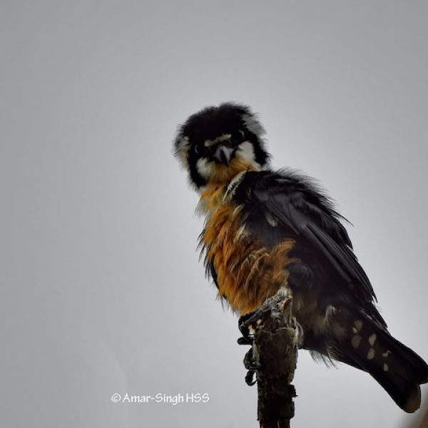 1 Black-thighed Falconet-1a-Ipoh, Perak, Malaysia-26th October 2020