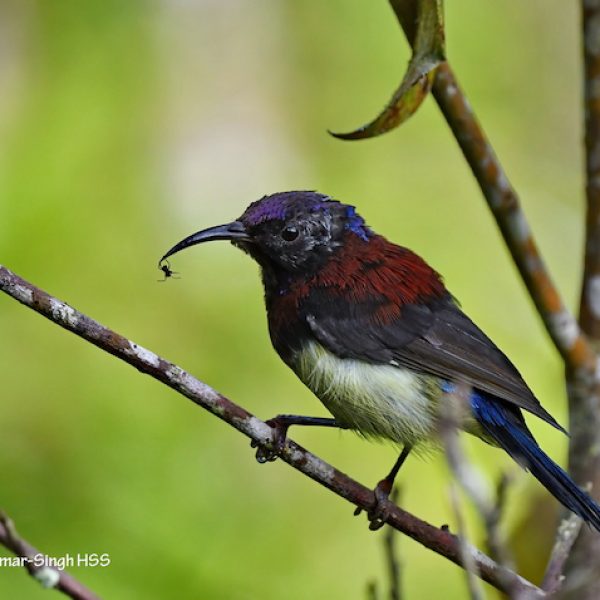 1 Black-throated Sunbird-1a-Cameron Highlands, Pahang, Malaysia-6th August 2020