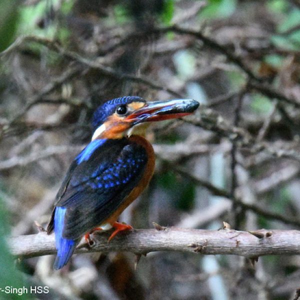 1 Blue-eared Kingfisher-1a-Ipoh, Perak, Malaysia-1st January 2019
