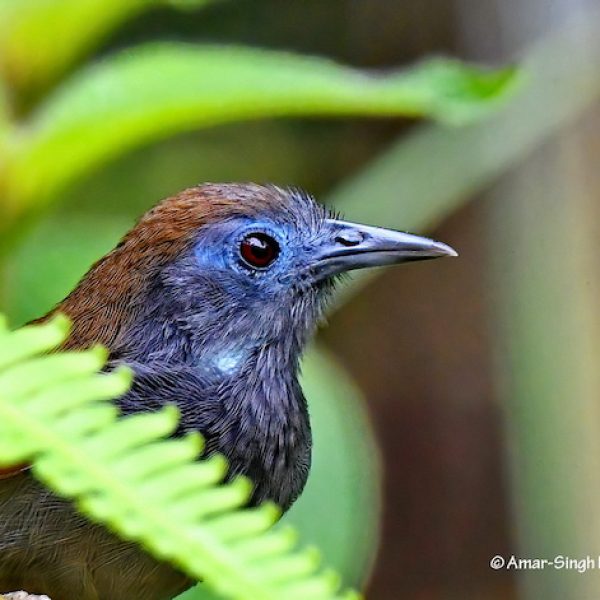 1 Chestnut-winged Babbler-1a-Ipoh, Perak, Malaysia-26th October 2020