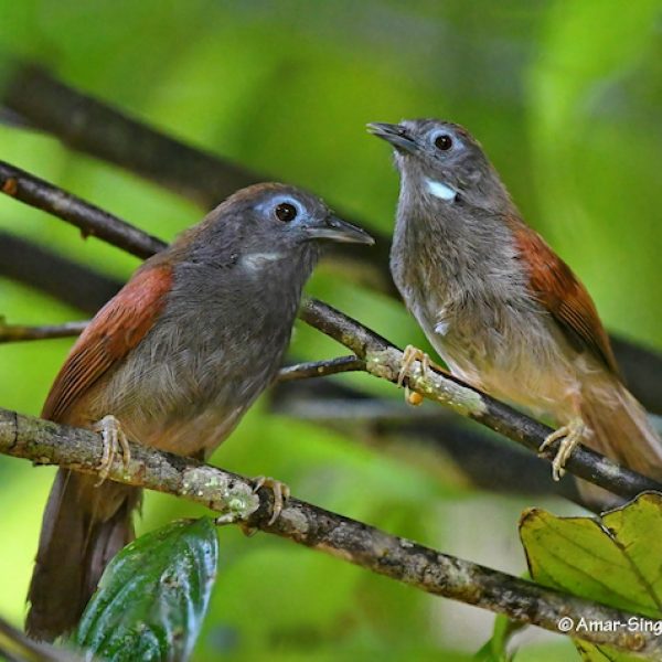 1 Chestnut-winged Babbler-1a-Kledang-Sayong Forest Reserve, Ipoh, Perak, Malaysia-18th January 2021