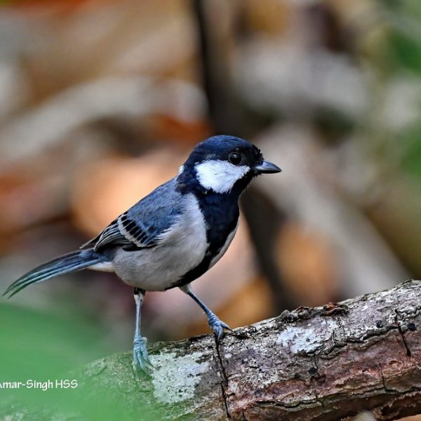 1 Cinereous Tit-1a-Matang Forest Reserve, Perak, Malaysia-20th August 2020