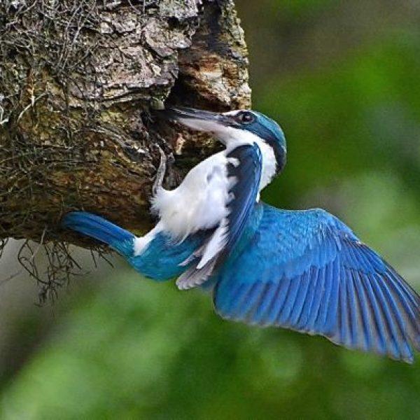 1 Collared Kingfisher Nest
