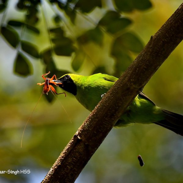 1 Greater Green Leafbird-1a-Bubu Forest Reserve, Ipoh, Perak, Malaysia-2nd November 2020