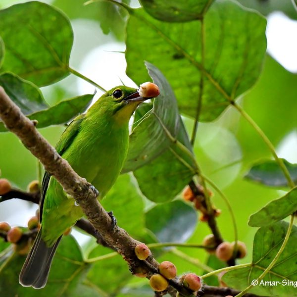 1 Greater Green Leafbird-1a-Ipoh, Perak, Malaysia-28th November 2020