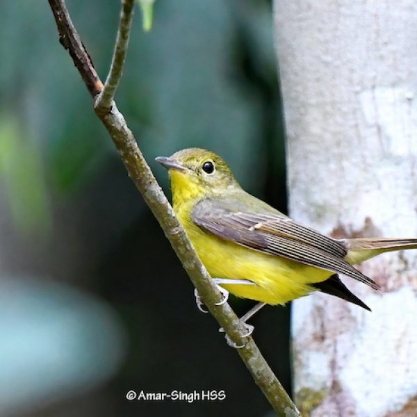 1 Green-backed Flycatcher-1a-Kledang-Sayong Forest Reserve, Ipoh, Perak, Malaysia-18th January 2021