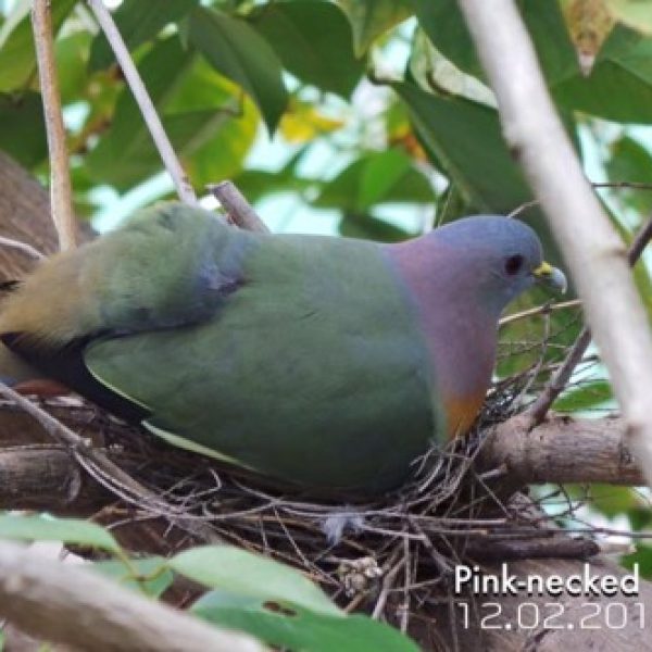 Male Pink-necked Green-pigeon sitting in the nest during the day (Photo credit: Jack Sum]
