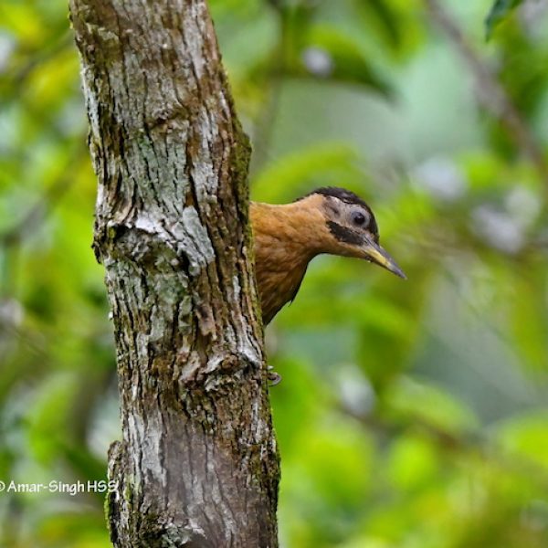 1 Laced Woodpecker-4a-Kledang-Sayong Forest Reserve, Ipoh, Perak, Malaysia-27th August 2020-denoise-denoise