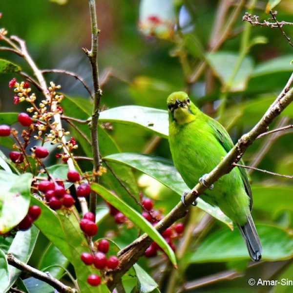 1 Lesser Green Leafbird-7a-Kledang-Sayong Forest Reserve, Ipoh, Perak, Malaysia-6th December 2018