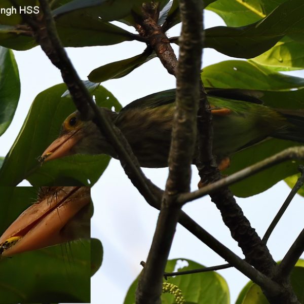 1 Lineated Barbet-2a-Ipoh, Perak, Malaysia-21st May 2020
