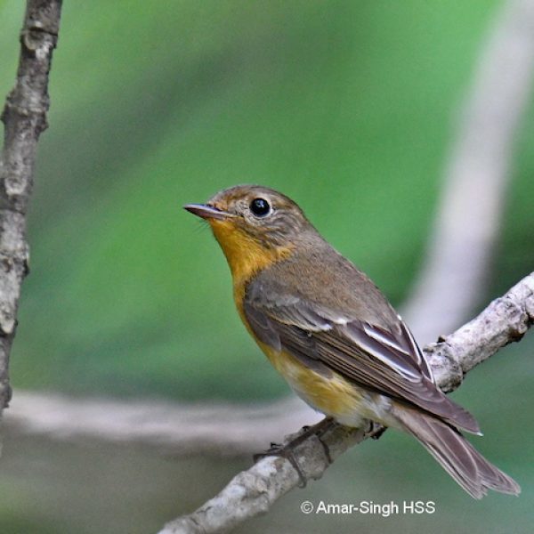 1 Mugimaki Flycatcher-female-6a-Kledang-Sayong Forest Reserve, Ipoh, Perak, Malaysia-3rd December 2018