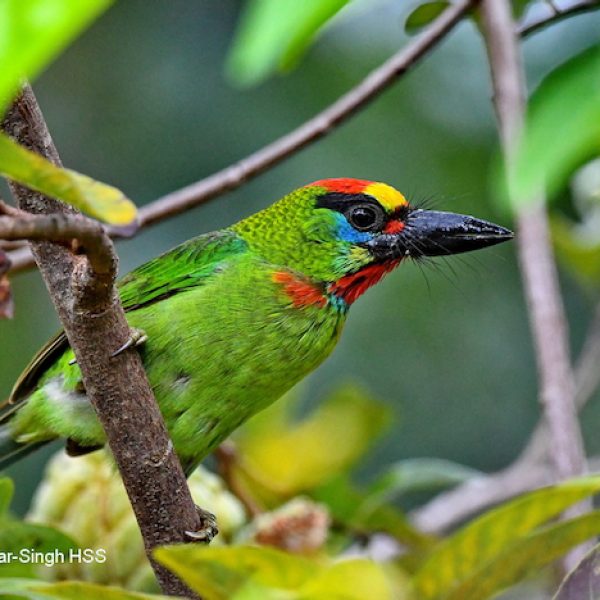 1 Red-throated Barbet-2a-Ipoh, Perak, Malaysia-18th June 2020