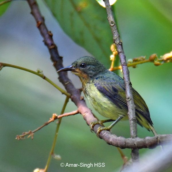1 Ruby-cheeked Sunbird-2a-Kledang-Sayong Forest Reserve, Ipoh, Perak, Malaysia-26th September 2018