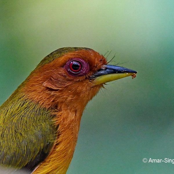 1 Rufous Piculet--Kledang-Sayong Forest Reserve, Ipoh, Perak, Malaysia-6th March 2020
