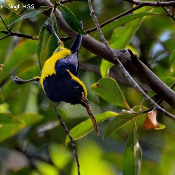1-sultan-tit-2a-kledang-sayong-forest-reserve-ipoh-perak-malaysia-15th-sept-2016-1