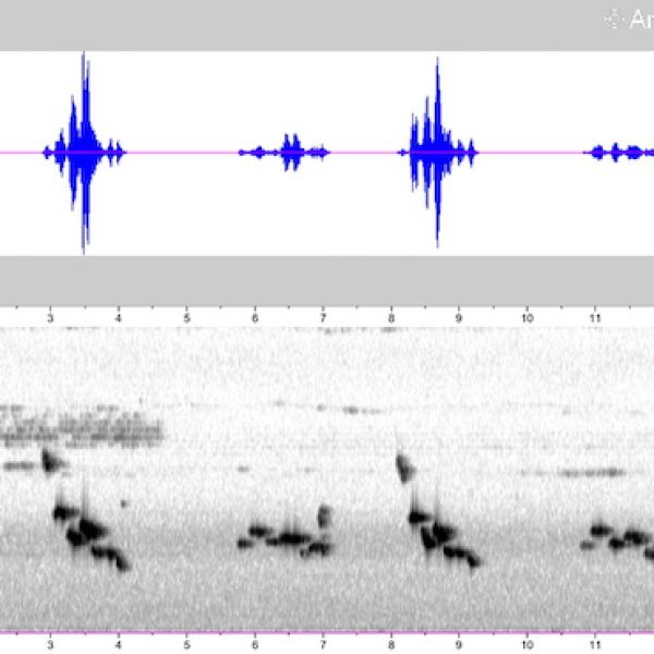 1 Tickell's Blue Flycatcher-calls-5-3a-Sonogram-answering